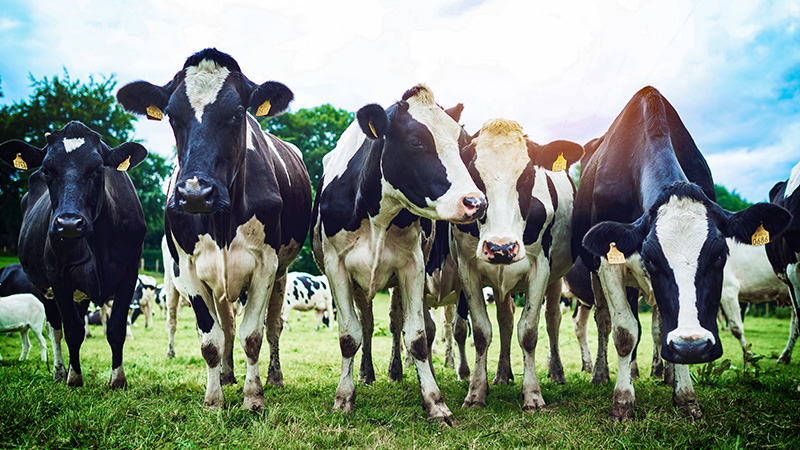 Dairy Cows Grazing